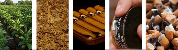 Tobacco plants, dried, in cigar form, in smokless form, and cigarette butts